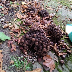 Britzelmayria multipedata