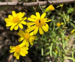 Senecio spanomerus