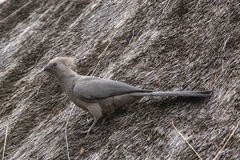 Corythaixoides concolor concolor