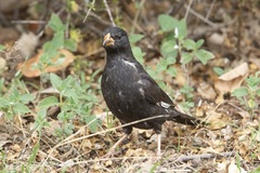 Bubalornis niger niger