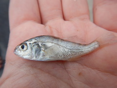 Leiostomus xanthurus