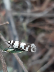 Philobota impletella