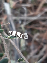 Philobota impletella