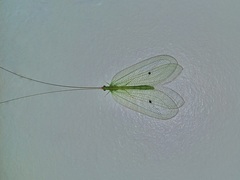 Apochrysa retivenosa