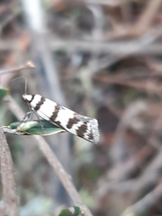 Philobota impletella