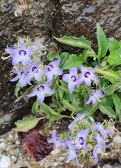 Campanula versicolor