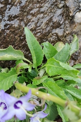 Campanula versicolor