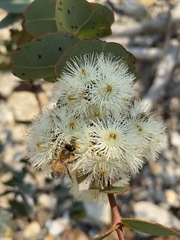 Eucalyptus shirleyi