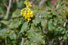 Berberis pinnata pinnata