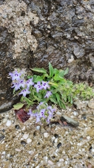 Campanula versicolor