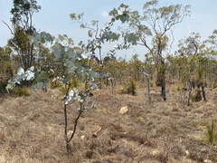 Eucalyptus shirleyi