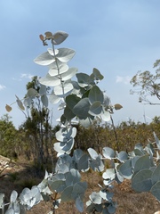 Eucalyptus shirleyi