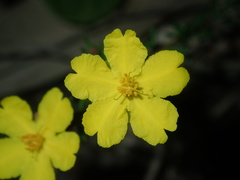 Hibbertia pedunculata