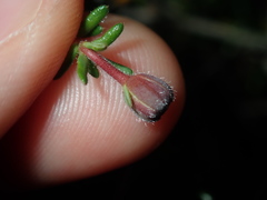 Hibbertia pedunculata