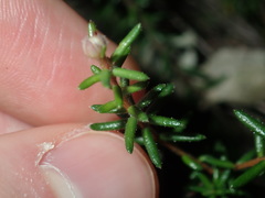 Hibbertia pedunculata