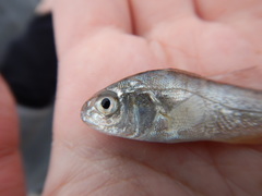 Leiostomus xanthurus