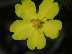 Hibbertia pedunculata
