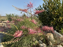 Grevillea dryandri