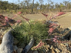 Grevillea dryandri