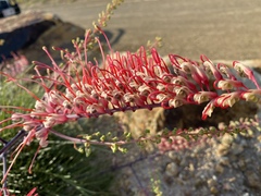 Grevillea dryandri