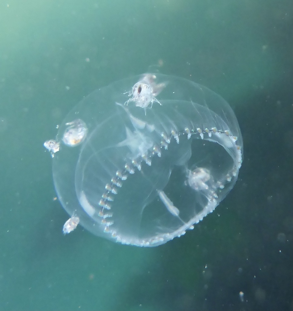 Gregarious Jelly
