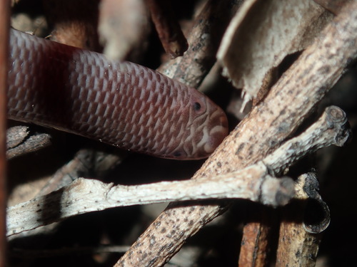 Blackish Blind Snake, Anilios nigrescens