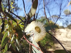 Eucalyptus oldfieldii