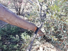Eucalyptus oldfieldii