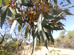 Eucalyptus oldfieldii