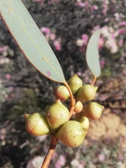 Eucalyptus oldfieldii