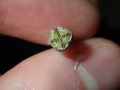 Papaver somniferum setigerum