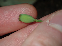Papaver somniferum setigerum