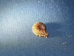 Chloroclystis filata