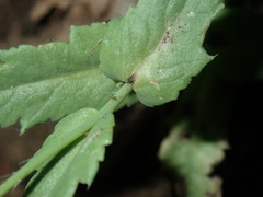 Papaver somniferum setigerum