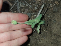 Papaver somniferum setigerum