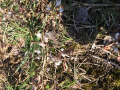 Draba verna