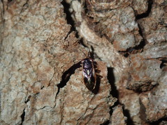 Stylogeocoris elongatus