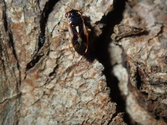 Stylogeocoris elongatus