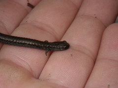 Batrachoseps