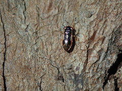 Stylogeocoris elongatus
