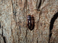Stylogeocoris elongatus