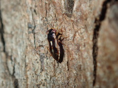 Stylogeocoris elongatus