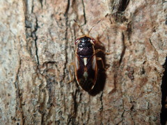 Stylogeocoris elongatus