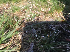 Draba verna