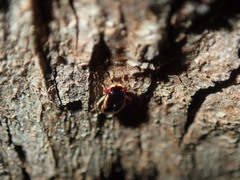 Stylogeocoris elongatus