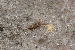 Entomobrya nigrocincta