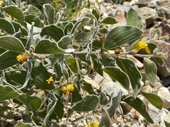 Acacia humifusa