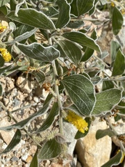 Acacia humifusa