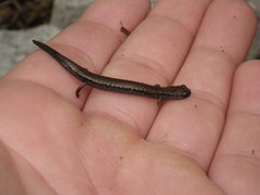Batrachoseps