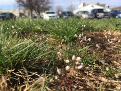 Draba verna